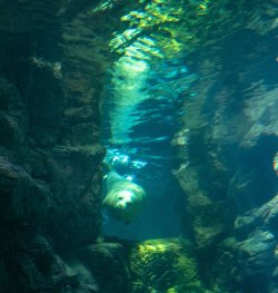 JP CM Day 05 Osaka Aquarium 10.jpg