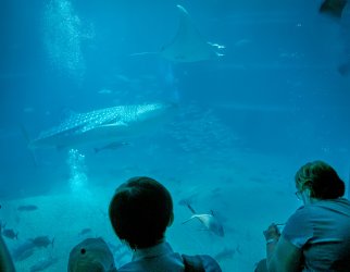 JP CM Day 05 Osaka Aquarium 12.jpg