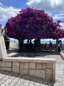 IMG_1939.jpeg