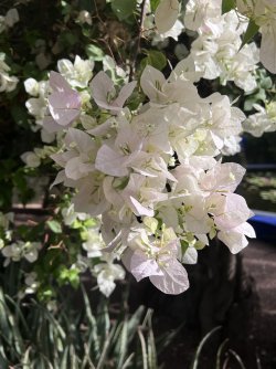 IMG_2776.jpeg