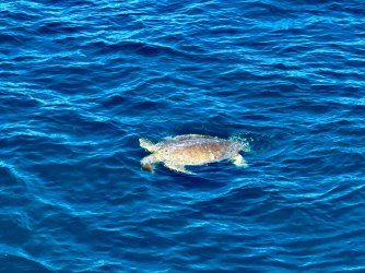 IMG_8948.jpeg