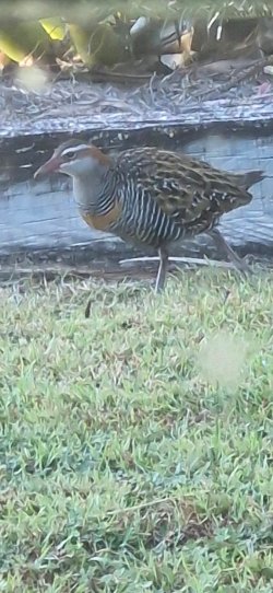 bird.jpg bird.jpg