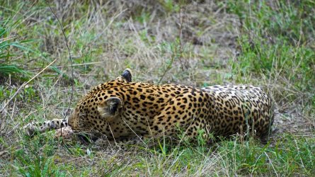 ZV_04549s.jpg