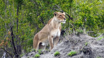 ZV_04571s.jpg