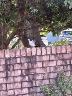 IMG_8788.jpeg IMG_8788.jpeg