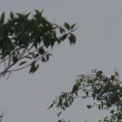 IMG_6924.JPG