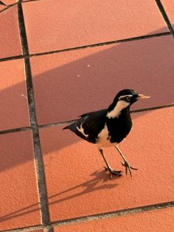 IMG_8815.JPEG IMG_8815.JPEG