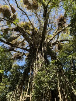 IMG_5706.jpeg