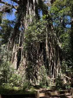 IMG_5705.jpeg