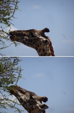 Snip 461.jpg