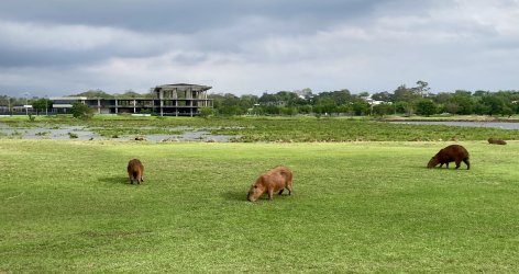 11th capybaras looking to unfinished clubhouse.jpg