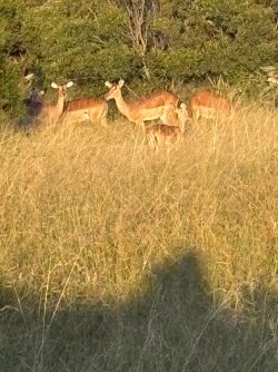 IMG_7915.JPEG IMG_7915.JPEG