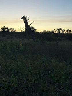 IMG_7939.JPEG IMG_7939.JPEG