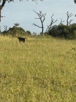 IMG_7960.JPEG
