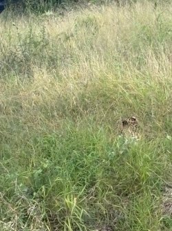IMG_7964.JPEG