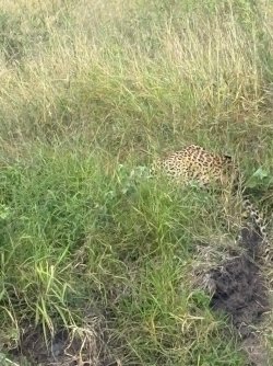 IMG_7967.JPEG