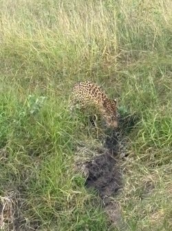 IMG_7968.JPEG
