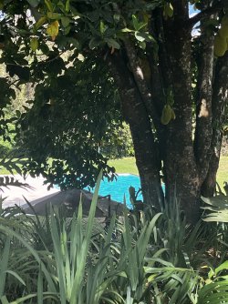 IMG_8696.jpeg IMG_8696.jpeg