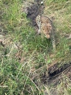 IMG_7975.JPEG
