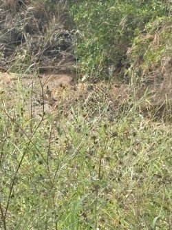 IMG_7984.JPEG
