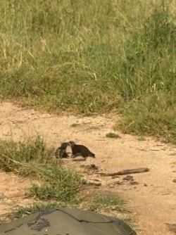 IMG_8062.JPEG IMG_8062.JPEG
