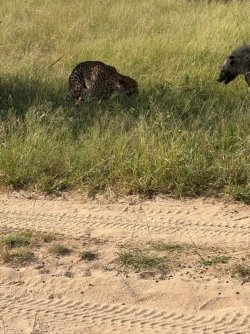 IMG_8095.JPEG