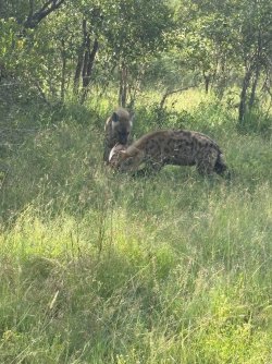 IMG_8099.JPEG