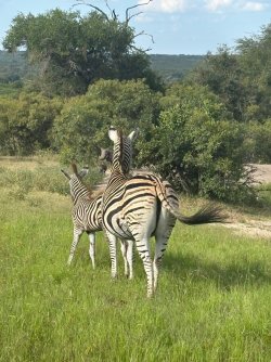 IMG_8120.JPEG