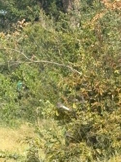 IMG_8122.JPEG