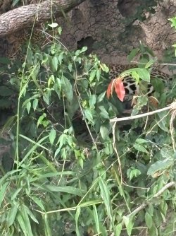 IMG_8126.JPEG