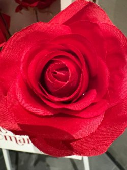 IMG_8292.JPEG