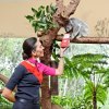 Koala.jpg