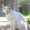 cats7.jpg