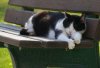 cat9.jpg
