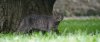 cat17.JPG