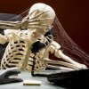 skeleton.jpg