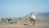 Camels.jpg