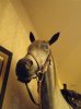 dsc00088.jpg