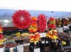 dsc00425.jpg