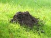 Mole hill.jpg