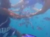 feeding fish WT.jpg
