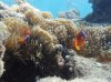 coral bounty.jpg