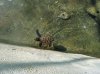turtles 2.jpg