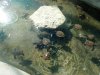 turtles.jpg
