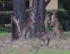 kanga.JPG