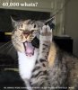 CAT PHONE.jpg