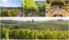 vineyards.jpg
