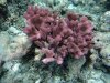 DSC00806.jpg