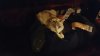 First Class Kitty.jpg