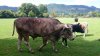 DSC_0067.jpg